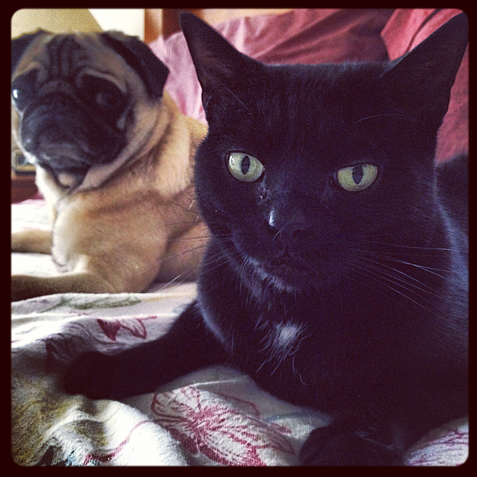 Igor Pug Dog & Thunder