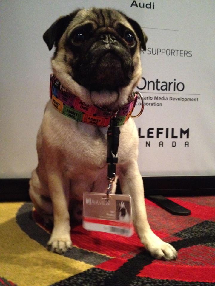 Igor Pug Dog at the Toronto International Film Festival